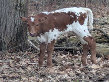 Spanster x Cupcake bull