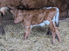 Flinn x Sunny twin bull 2 