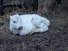 Flinn x Melinda heifer