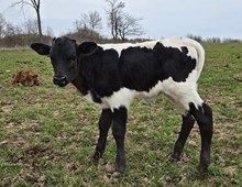 YR Red Rock x Hicks Barbie Bull