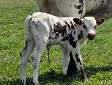 YR Red Rock x Hicks Annie Gator Heifer