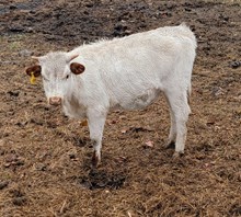 Regina Heifer Calf 2023