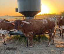 SF LACEY KAY 🇺🇸