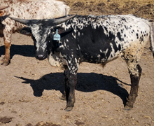 LJR Steer 8/8