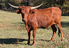 Hicks Apache Red