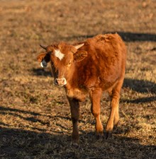 Sparkling Bull Calf 2023