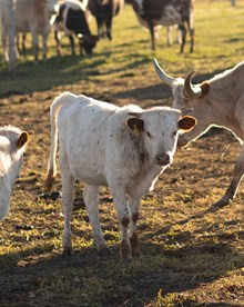 Sylvia Heifer Calf 2023