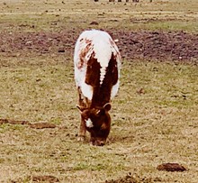 Topliner calf