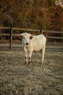 ATB Twistys Redemption