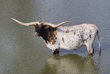 BL LITTLE DITTY TUFF 720