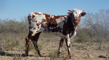 SB x SDR Rios Sheeba heifer