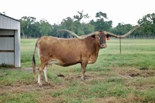 D/O Miss Grande x Cowboy Tuff Chex 