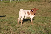 Woody Be Tuff x Safari Dove bull calf