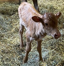 Zazu Safari Heifer Calf